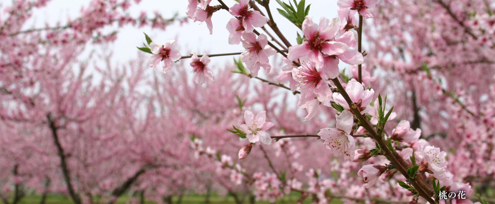 桃の花