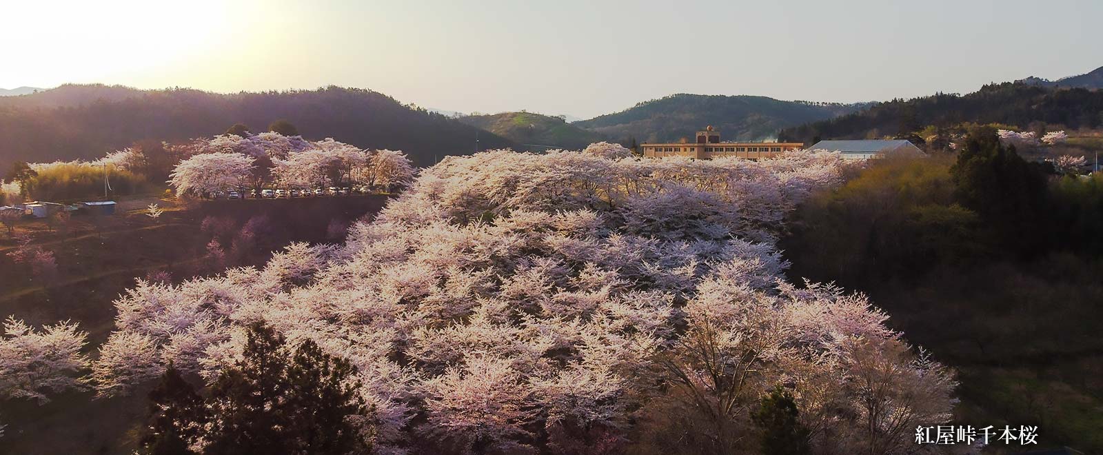 紅屋峠千本桜