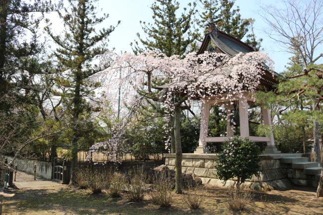 Hobara Yakushi Hall’s Bell Tower, Hidden Behind Cherry Blossoms ・保原薬師堂の鐘楼は桜の裏に隠れられている