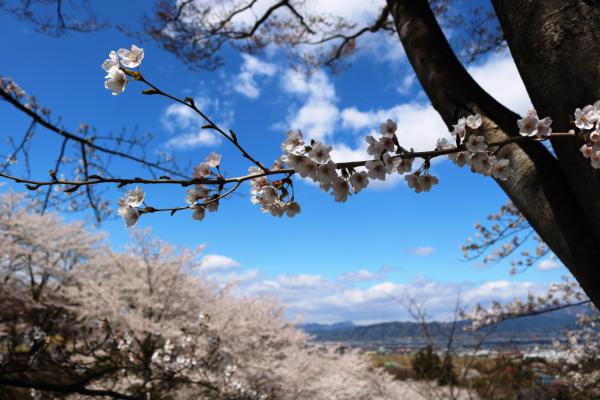 紅屋峠の桜