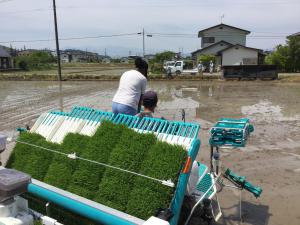 保原田植え