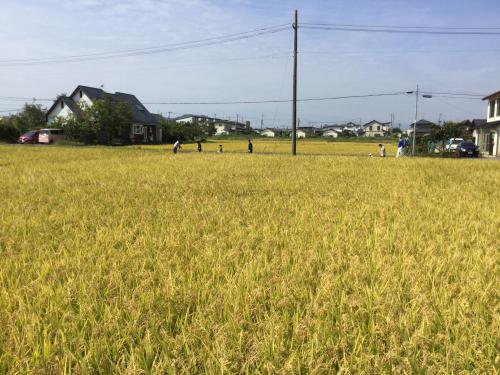 田んぼ