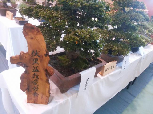Elegant Bonsai Trees ・ 優雅な盆栽