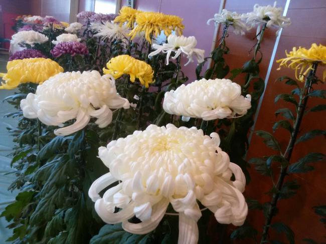Beautiful Chrysanthemums ・ 綺麗な菊