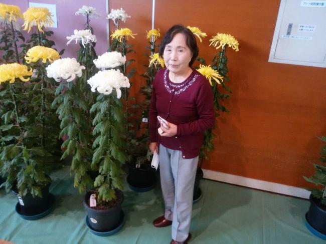 Chrysanthemums at Sunflower Height ・ 向日葵の高さの菊