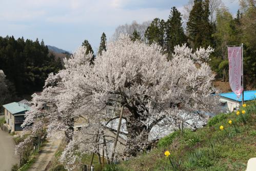 古谷ノ入のアズマヒガン桜　（上から）