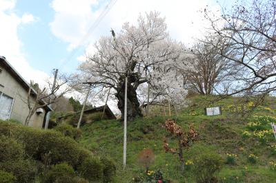 古谷ノ入のアズマヒガン桜　（下から）