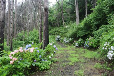 徳が森