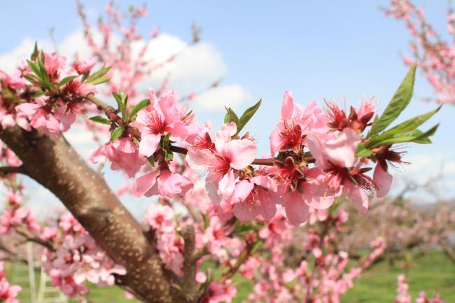 近くから見たももの花の写真