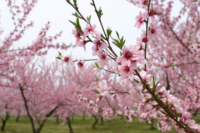 桃の花の写真
