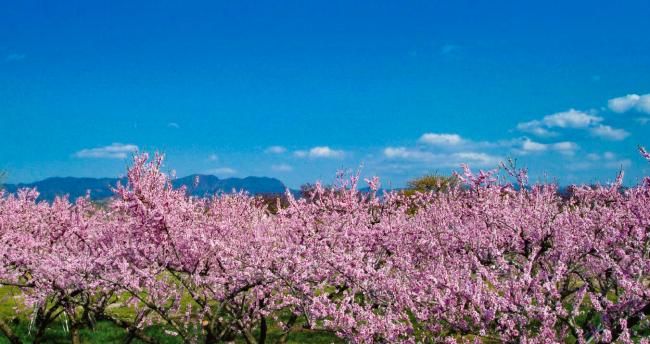 桃の花と空の写真