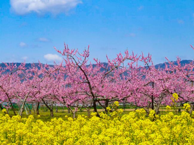 桃の花と黄色い花の写真
