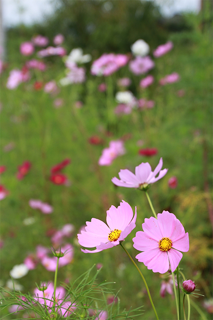 花工房のコスモスの写真