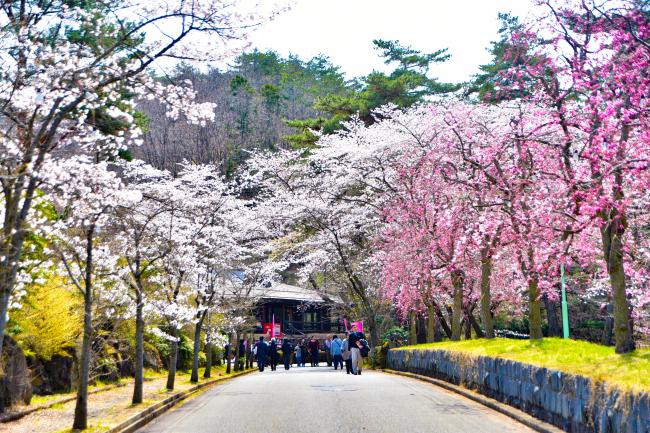 やながわ希望の森の桜の写真