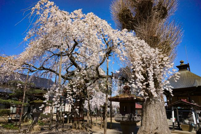 粟野延命地蔵尊の桜の写真
