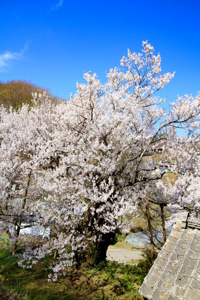 古谷ノ入アズマヒガン桜の写真