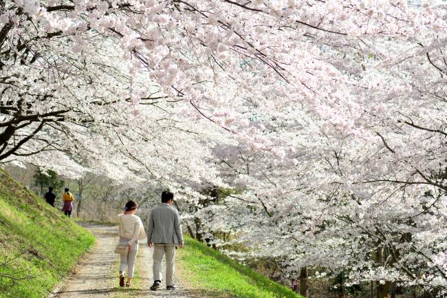 紅屋峠千本桜の写真