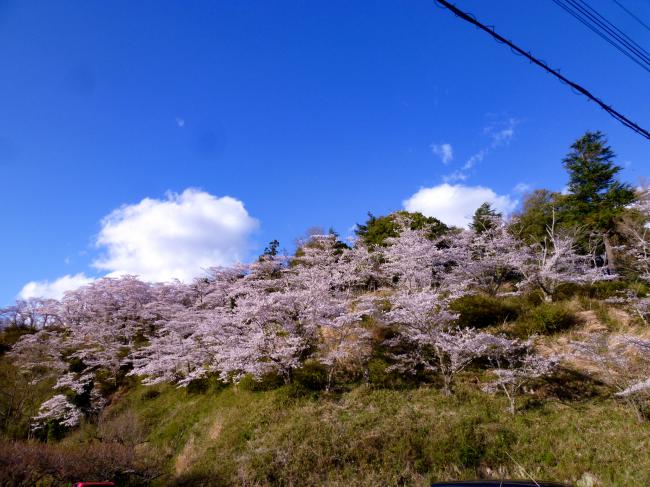 茶臼山の桜の写真