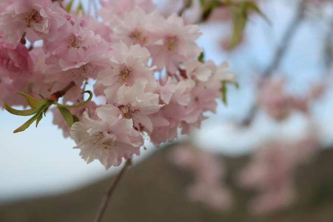 Beautiful Hanamiyama ・ 美しい花見山