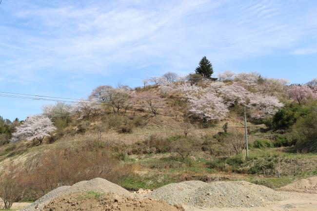 Date City’s Hanamiyama ・ 伊達市の花見山