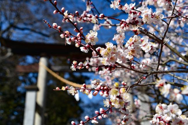 桜の幹と鳥居の写真
