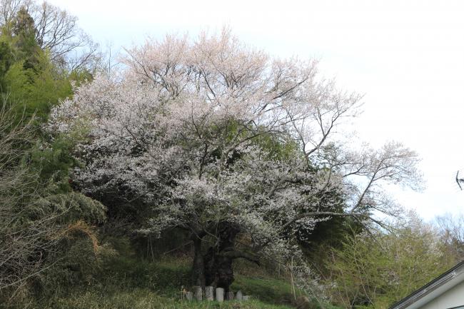 Little Country, Big Tree ・ 小国大木