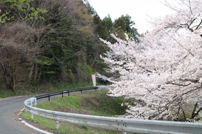 Until a Future Spring… ・ また未来の春に