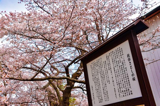 政宗さとしの桜の写真