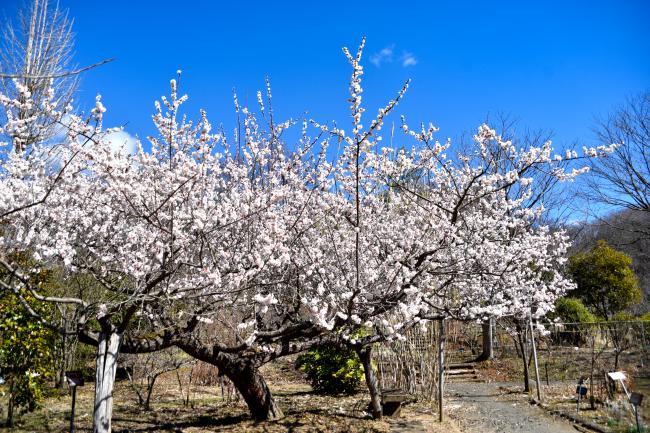 やながわ希望の森公園の満開の桜の写真