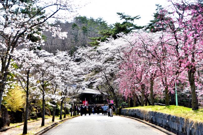 やながわ希望の森公園の桜並木の写真