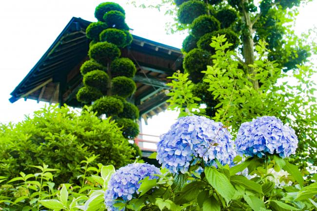 境内の青々とした木々にひときわ鮮やかな紫陽花の花の写真