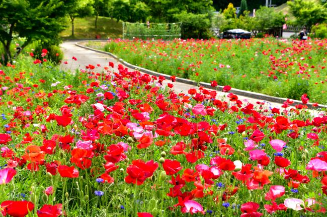 つきだて花工房のポピーの写真