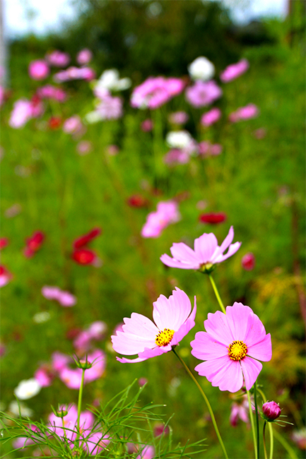 つきだて花工房のコスモスの写真