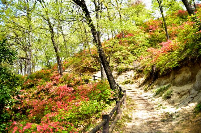 つきだて花工房近くの山の散策コースの写真