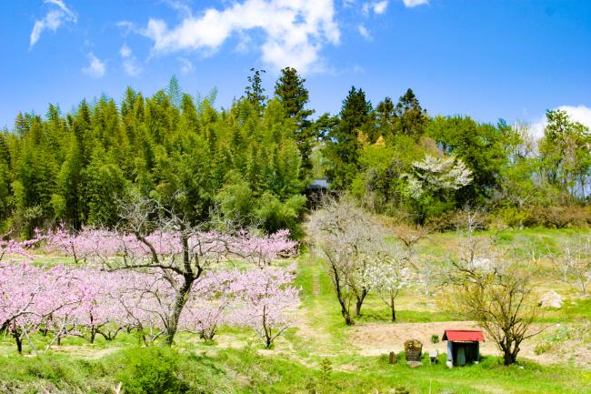 高子岡城跡を一望した写真