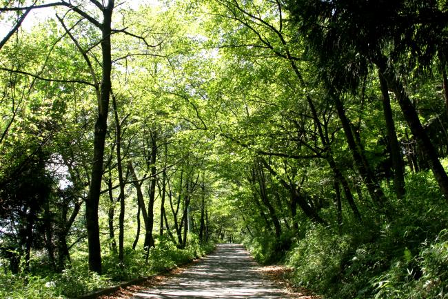 愛宕神社に続く愛宕山の山道の写真