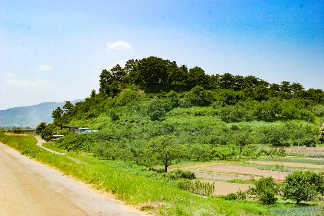 一見するとただの山に見える、草木に覆われた大枝城跡の写真