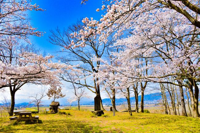 満開の桜が美しい大枝城跡の展望スペースの写真