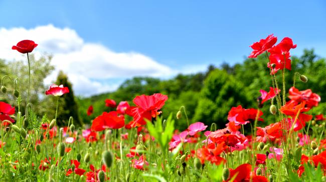 ポピーの花の写真