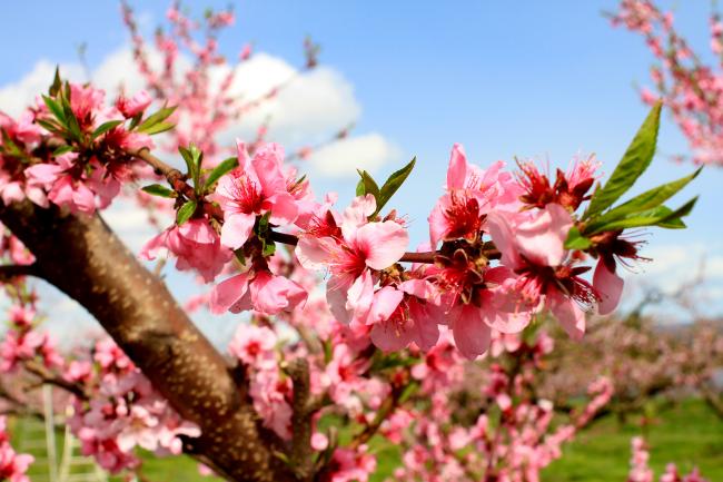 ももの花の写真