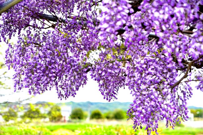 藤の花の写真