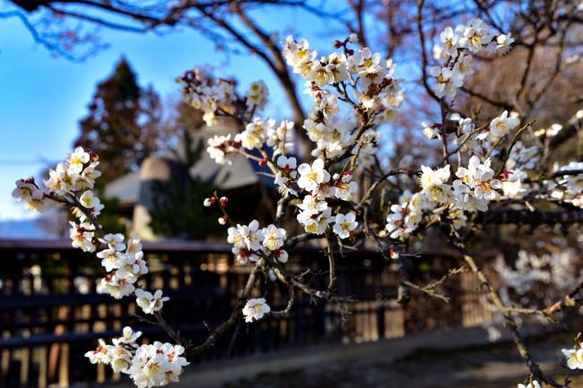 白梅の花の写真