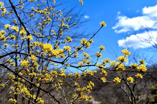 サンシュユの花の写真