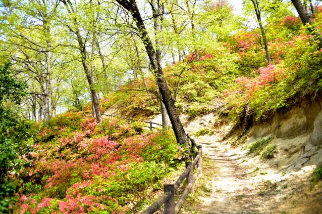 つつじの花の写真