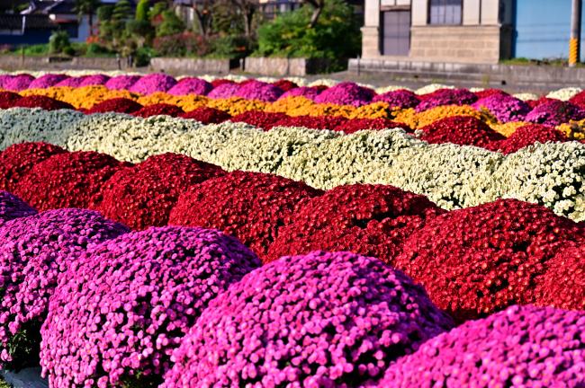 ざる菊の写真