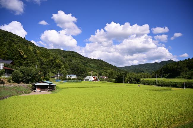 田んぼの写真