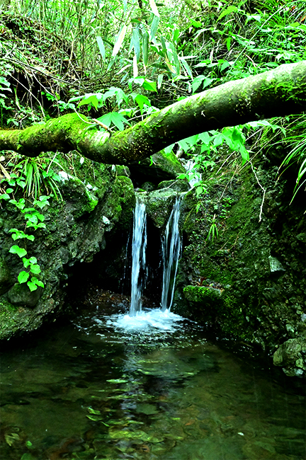 霊山の湧き水の写真