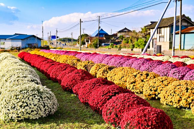 梁川町の色とりどりに咲くざる菊の写真