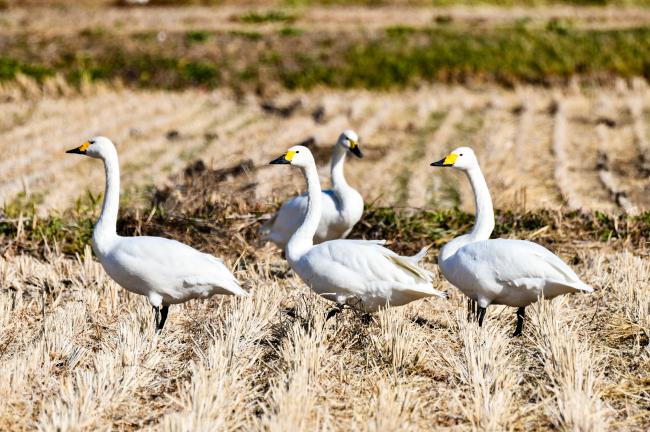 梁川地域の田んぼで戯れる4羽の白鳥の写真