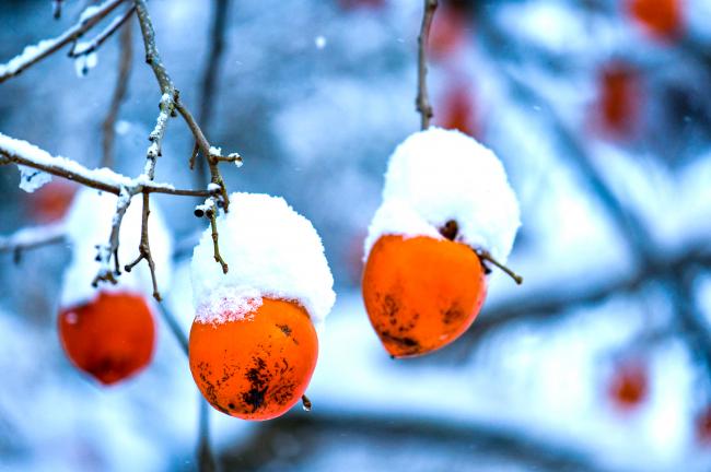 木になっている柿に雪が積もっている写真